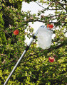 Fruktplukker med beholder - Garden